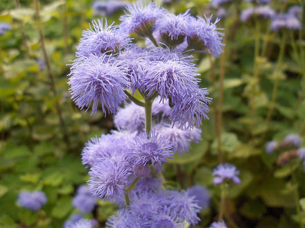 Ageratum - Live Plant