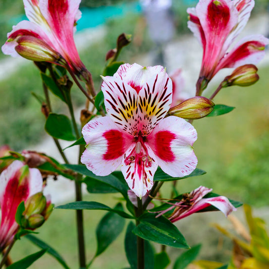Peruvian Lily (Alstroemeria) (Alstroemeria) - live plant from Wade Greens