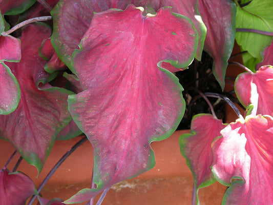 Caladium Bulbs (Caladium) - live plant from Wade Greens