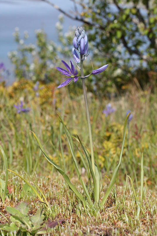 Camassia Bulbs (Camassia) - live plant from Wade Greens