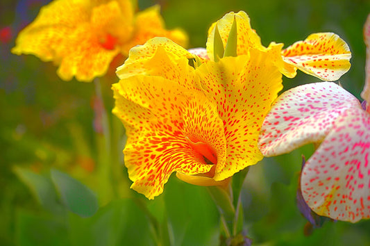Canna Lily Rhizome (Canna) - live plant from Wade Greens