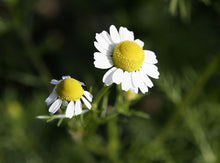 Chamomile