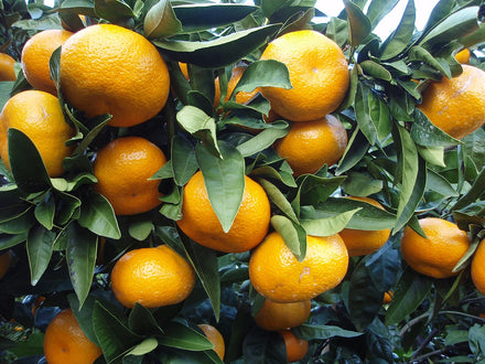 Satsuma / Citrus