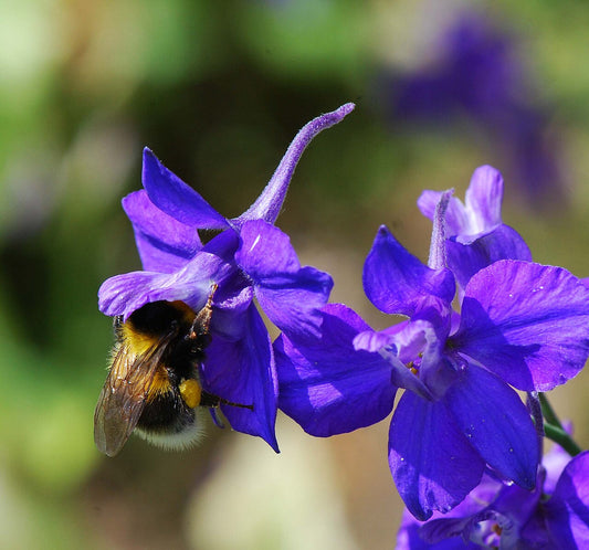 Larkspur (Consolida ajacis) - live plant from Wade Greens