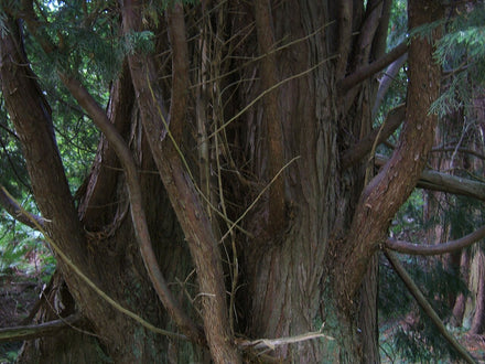 Leyland Cypress Tree