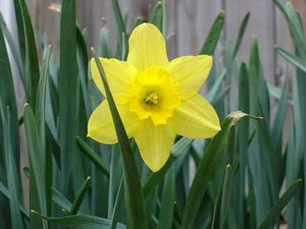 Bulbs & Saplings