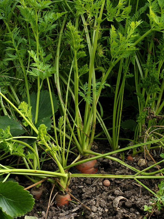 Fresh Carrots grown in Alabama by Wade Greens