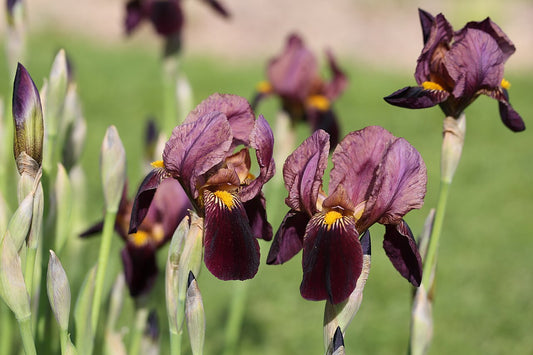 Bearded Iris Rhizome (Iris germanica) - live plant from Wade Greens