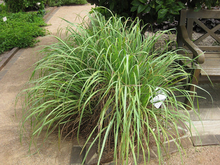 Lemongrass Live Herb Plant