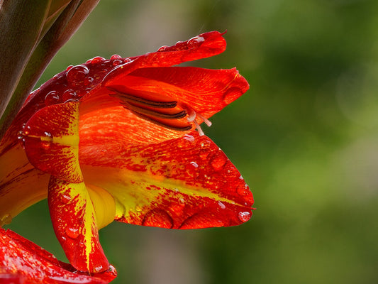 Gladiolus Corms (Gladiolus) - live plant from Wade Greens