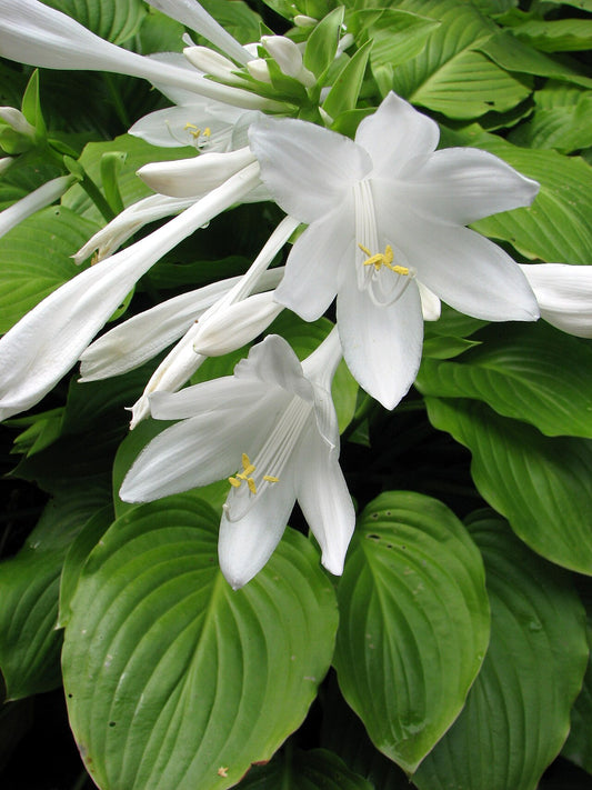 Hosta Bare-Root Division (Hosta) - live plant from Wade Greens