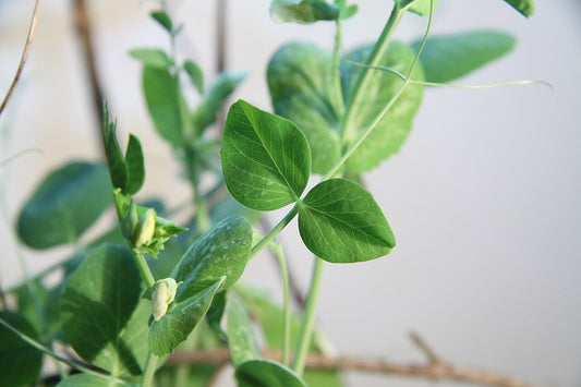 Fresh Pea Tendril Microgreens grown in Alabama by Wade Greens