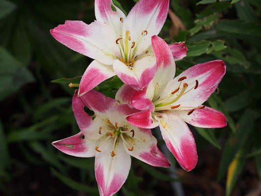 Asiatic Lily Bulbs (Lilium) - live plant from Wade Greens