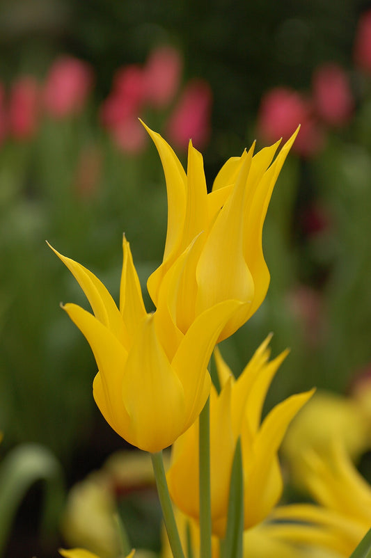 Tulip Bulbs (Tulipa) - live plant from Wade Greens