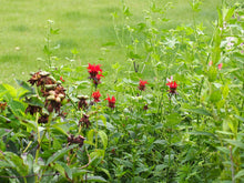 Bee Balm