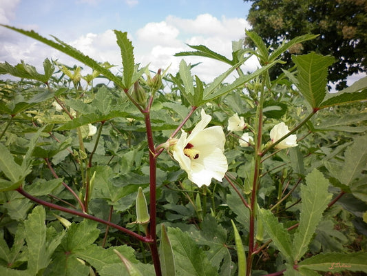 Fresh Okra grown in Alabama by Wade Greens