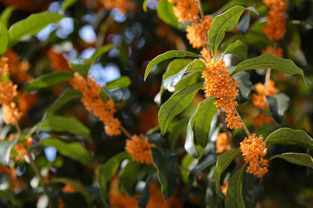 Evergreen Plants