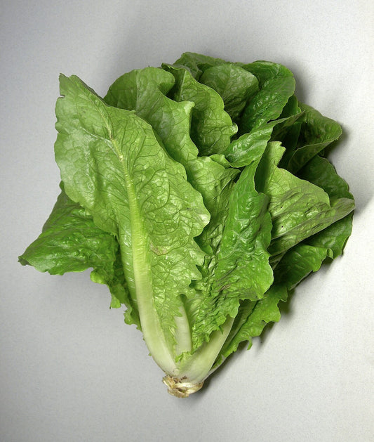 Fresh Romaine Lettuce grown in Alabama by Wade Greens