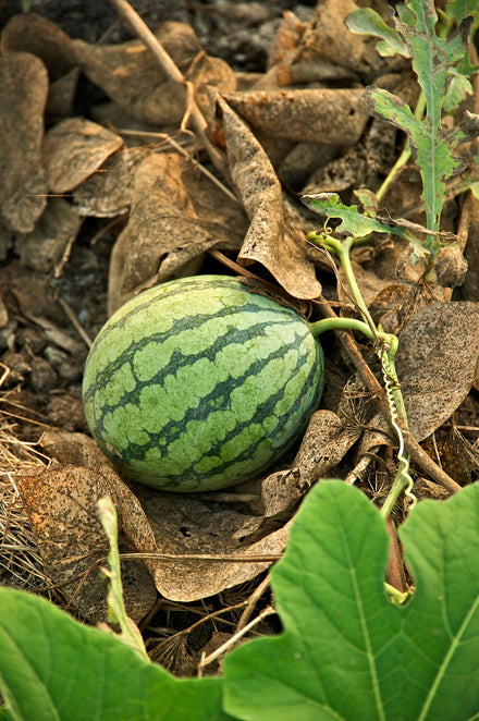 Watermelon Starter Plant