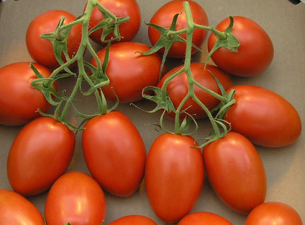 Roma Tomato Starter Plant