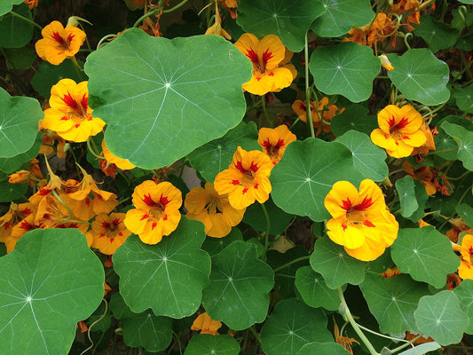 Fresh Nasturtium Microgreens grown in Alabama by Wade Greens