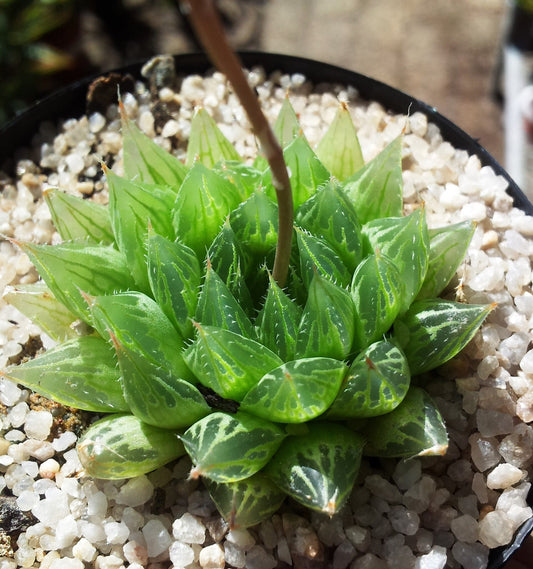 Haworthia - Wade Greens, Lineville Alabama