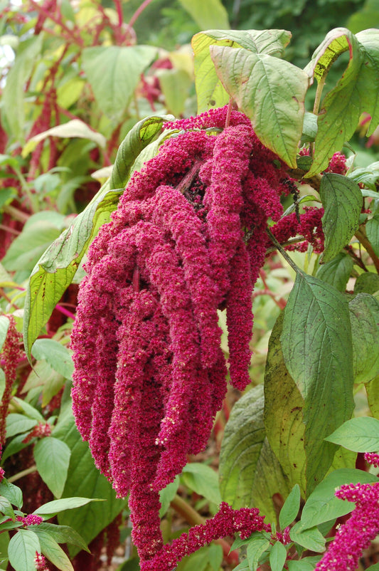 Fresh Garnet Amaranth Microgreens grown in Alabama by Wade Greens