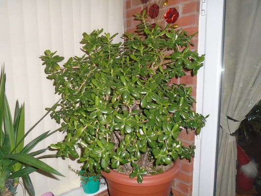 Jade Plant - Wade Greens, Lineville Alabama