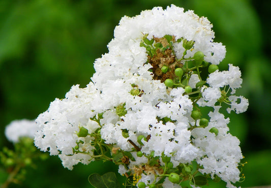 Crepe Myrtle Sapling - Wade Greens, Lineville Alabama