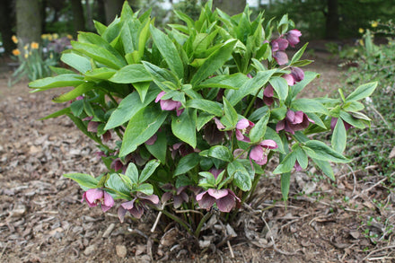 Hellebore (Lenten Rose) - Live Plant