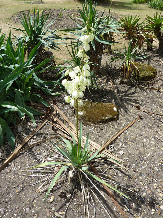 Yucca - Wade Greens, Lineville Alabama