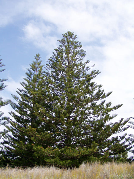 Norfolk Island Pine - Live Plant