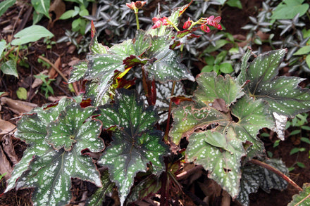 Statement & Decorative Plants