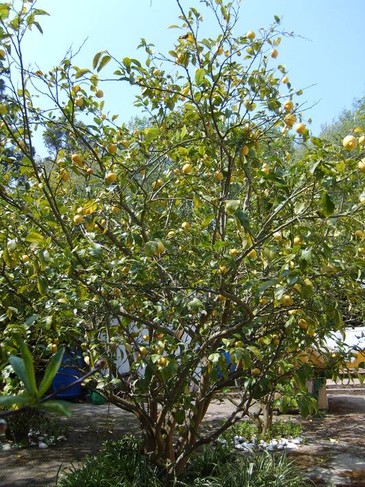 Dwarf Lemon Tree Sapling - Wade Greens, Lineville Alabama