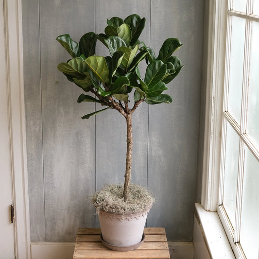 Fiddle Leaf Fig (Ficus lyrata) - live plant from Wade Greens