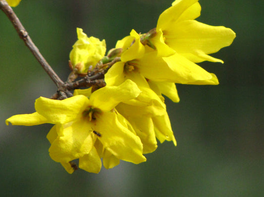 Forsythia Bare-Root Starter Shrub (Forsythia) - live plant from Wade Greens