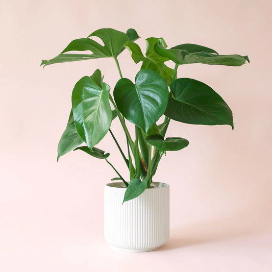 Monstera Plant