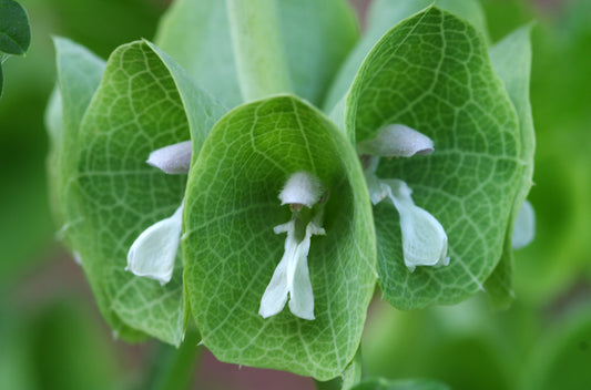 Bells of Ireland (Moluccella laevis) - live plant from Wade Greens