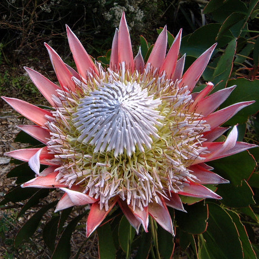 Protea (Protea) - live plant from Wade Greens