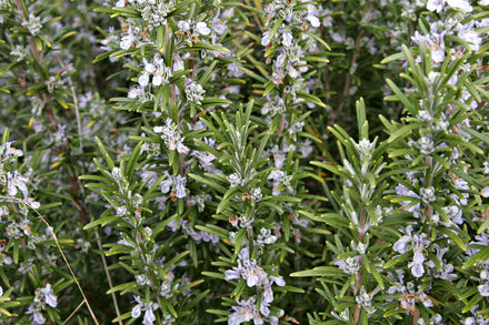 Rosemary Christmas Topiary