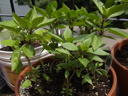 Thai Basil Live Herb Plant