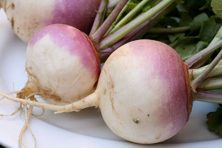 Turnip Starter Plant