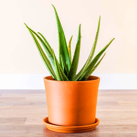 Aloe Vera (Aloe barbadensis miller) - live plant from Wade Greens