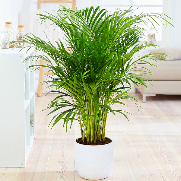 Bamboo Palm