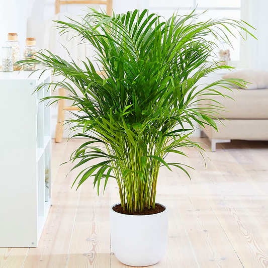 Bamboo Palm (Chamaedorea seifrizii) - live plant from Wade Greens
