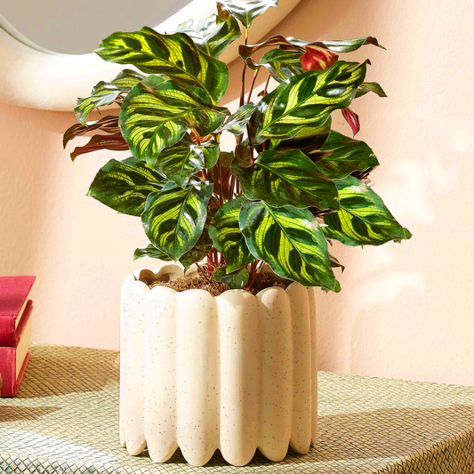 Calathea (Calathea) - live plant from Wade Greens