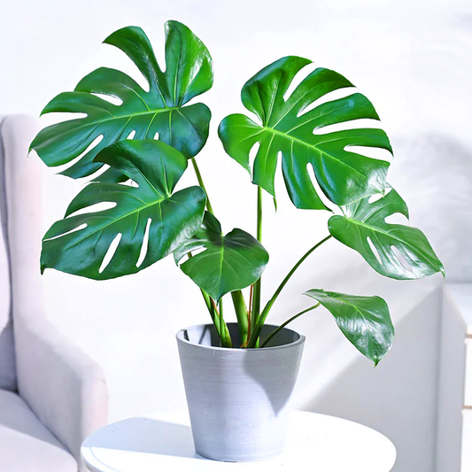 Swiss Cheese Vine (Monstera adansonii) (Monstera adansonii) - live plant from Wade Greens