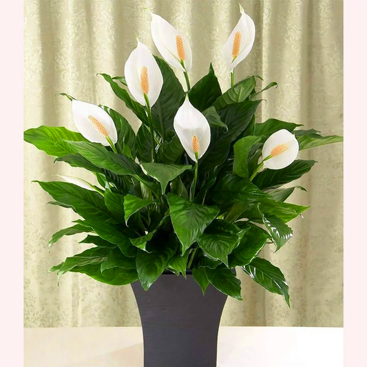Peace Lily (Spathiphyllum) - live plant from Wade Greens