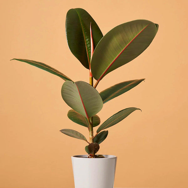 Rubber Plant