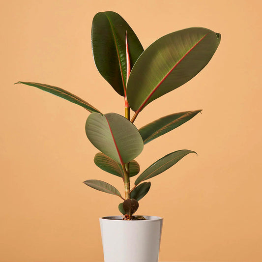Rubber Plant (Ficus elastica) - live plant from Wade Greens